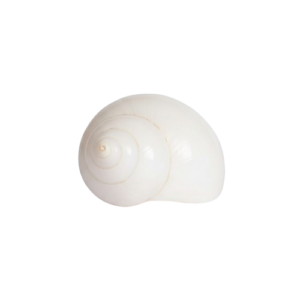 Conch Shell (Shankh)