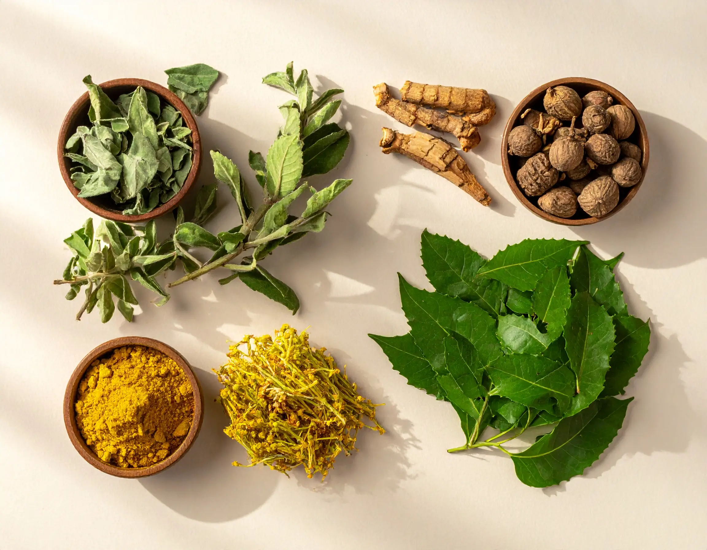 Top 5 Ayurvedic Herbs for Immunity